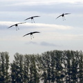 Cranes coming in to land near Linum, Brandenburg, Germany